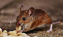 24 Hour & Emergency Exterminators in Prospect Park, NJ